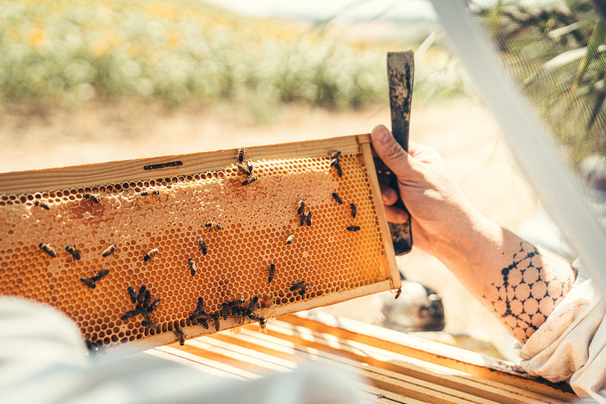 Les miels de Giorgio Poeta